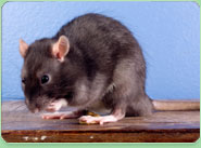 rat control Redbridge